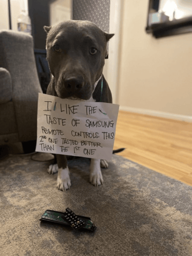 dog shaming weird website
